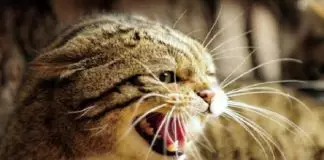 rabia en gatos