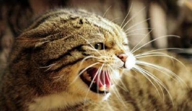 rabia en gatos