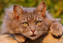 remedios caseros para el resfriado en gatos