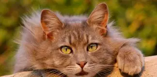 remedios caseros para el resfriado en gatos