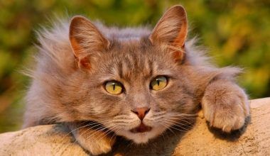 remedios caseros para el resfriado en gatos