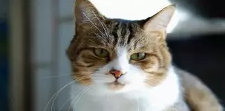 salivación excesiva en gatos