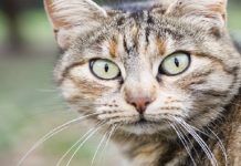 sarcoma en gatos