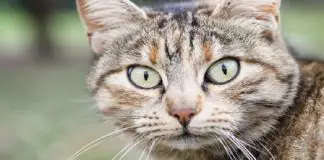 sarcoma en gatos