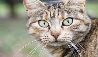 sarcoma en gatos