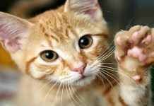 sarna sarcóptica en gatos