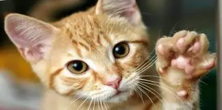 sarna sarcóptica en gatos