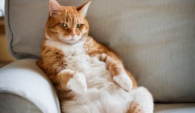 cómo drenar un absceso en gatos