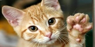 cómo identificar la sarna en gatos
