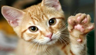 cómo identificar la sarna en gatos
