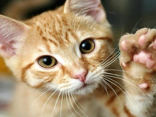 cómo identificar la sarna en gatos