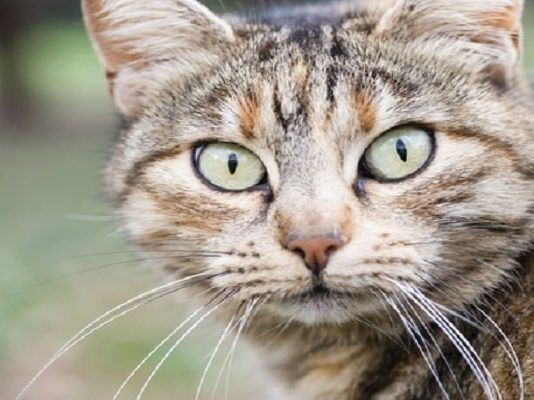 cómo identificar la fiebre en gatos
