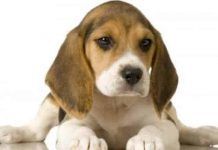Comportamiento De Los Perros Beagle