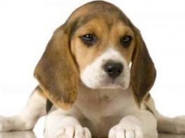 Comportamiento De Los Perros Beagle
