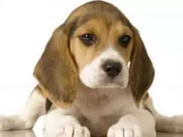 Comportamiento De Los Perros Beagle