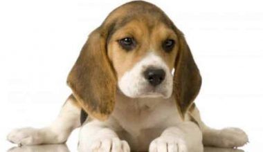 Comportamiento De Los Perros Beagle