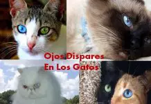 Ojos De Gatos