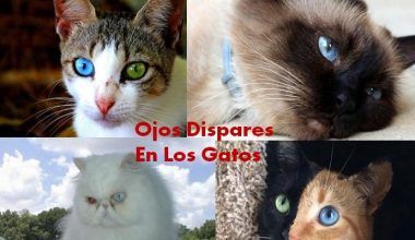 Ojos De Gatos
