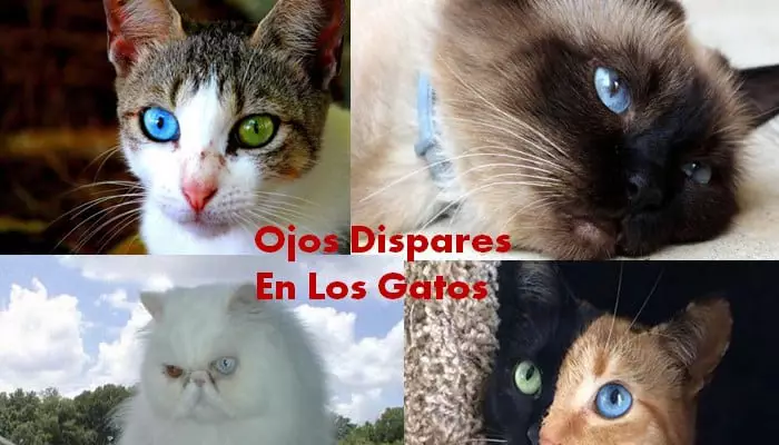 Ojos De Gatos