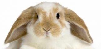 Las Orejas Del Conejo