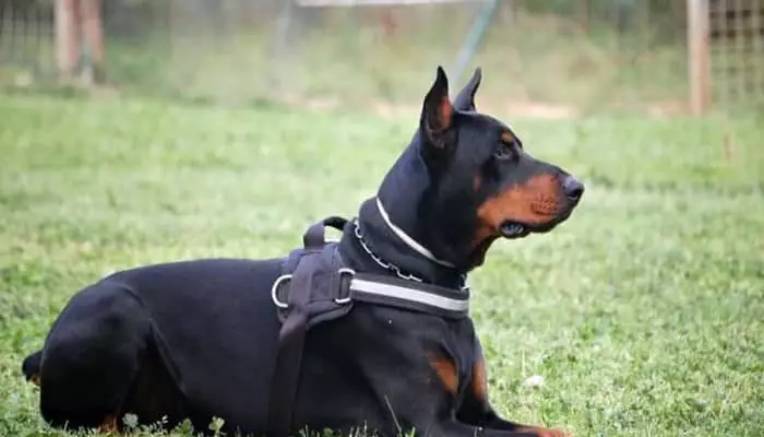 doberman con parasitos