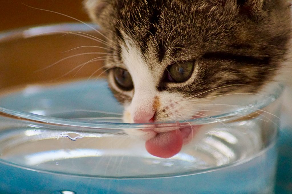 Cómo alimentar e hidratar a tus mascotas para cuidarlos del covid-19